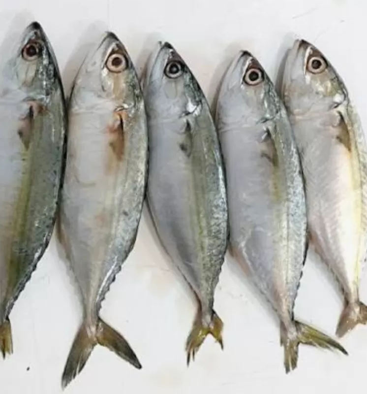 Ikan Kembung 1 kg